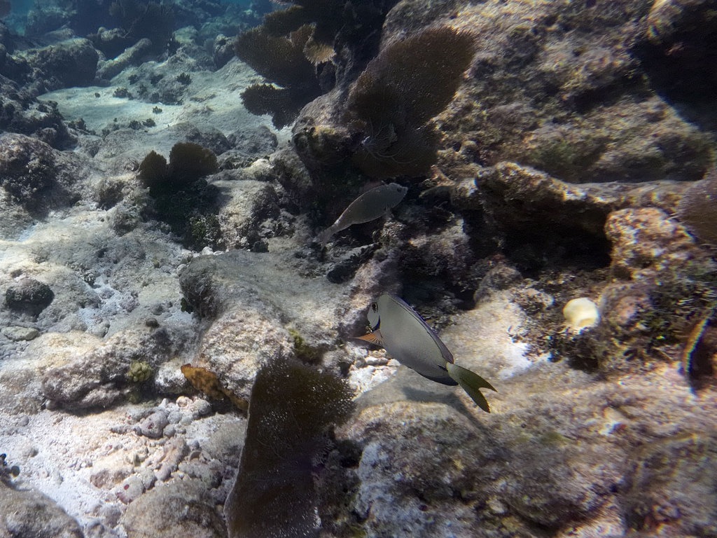 Ein Doctorfisch mit grau-silbernem Körper und gelblich gefärbten Flossen schwimmt über ein felsiges Riff mit dunklen Fächerkorallen und sandigem Meeresboden