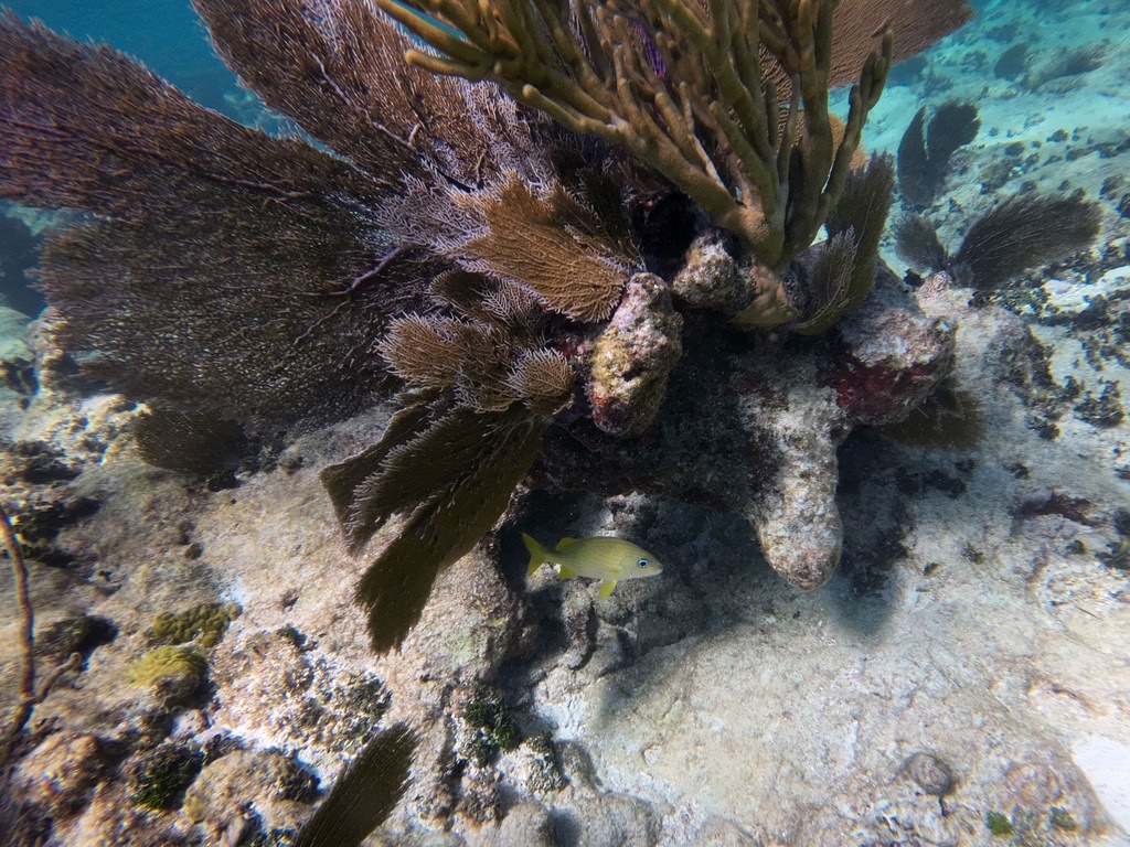 Ein Gelbschwanz-Schnapper mit gelb-silbernem Schuppenkleid und leuchtend gelber Schwanzflosse schwimmt im klaren Ozeanwasser unter braunen Fächerkorallen und harten Steinkorallen auf einem hellen Sandgrund