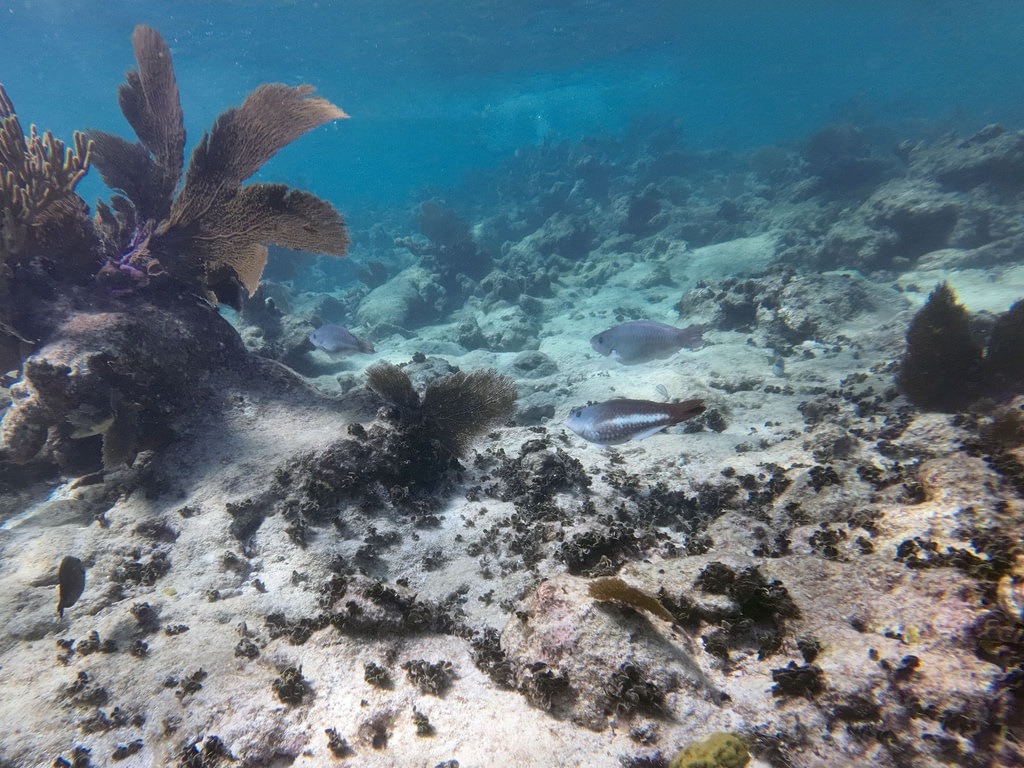 Mehrere Papageifische mit graublauer Färbung und charakteristischen dunklen Flanken schwimmen über einen flachen Meeresboden aus hellem Sand und dunklen Korallenresten, umgeben von fächerförmigen Gorgonien im klaren blauen Ozeanwasser