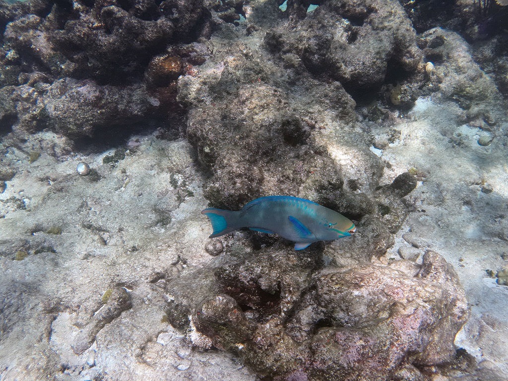 Ein blauer Papageifisch mit türkisblauen Flossen und bunten Kopfstreifen schwimmt über einen unbewachsenen Meeresboden nahe grauen, von Algen bewachsenen Korallenblöcken im flachen Wasser
