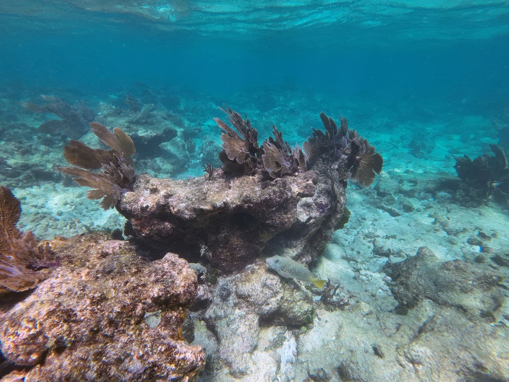 Ein graugrüner Papageifisch mit gelbem Schwanz schwimmt nahe einer dunkelbraunen Fächerkoralle über hellem Sandboden in klarem, blauem Ozeanwasser