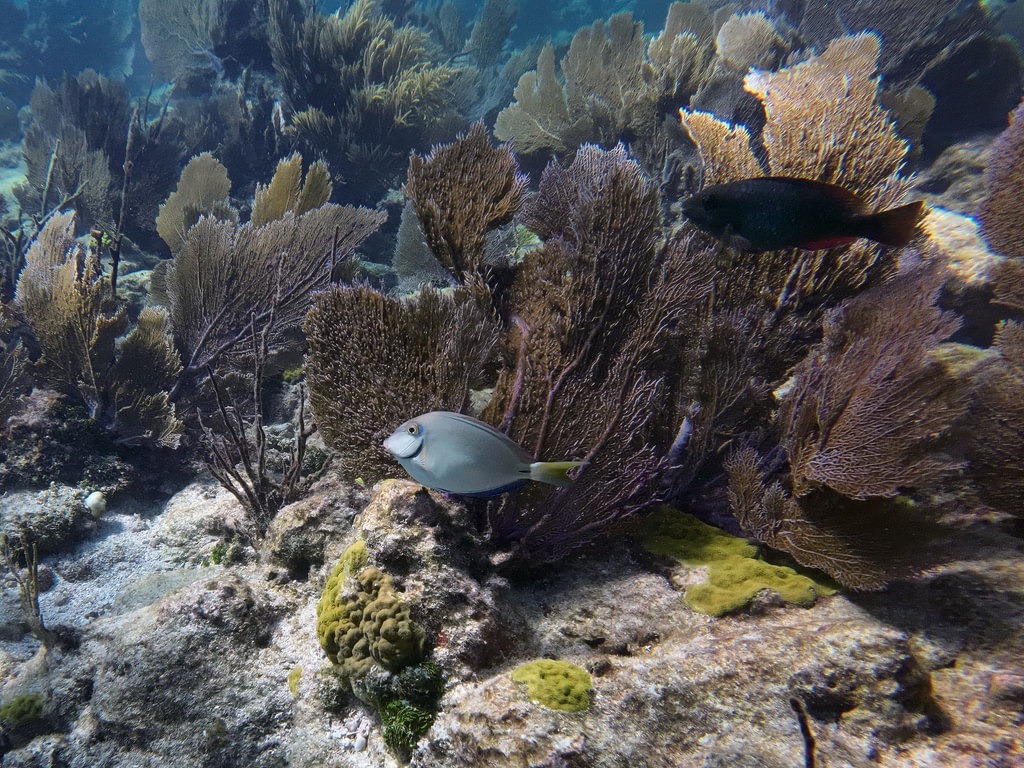 Ein grauer Doktorfisch mit gelber Schwanzflosse schwimmt in einem Korallenriff vor einer dichten Kulisse aus braunen Fächerkorallen und felsigem Meeresboden