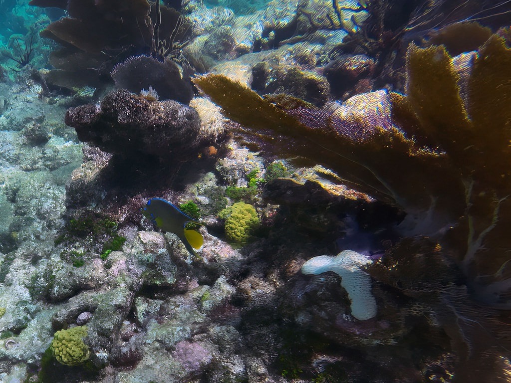 Ein Blaukopf-Kaiserfisch mit blau-gelb gemustertem Körper und leuchtend gelber Schwanzflosse schwimmt vor einem felsigen Korallenriff mit braunen Fächerkorallen und grünen Algen