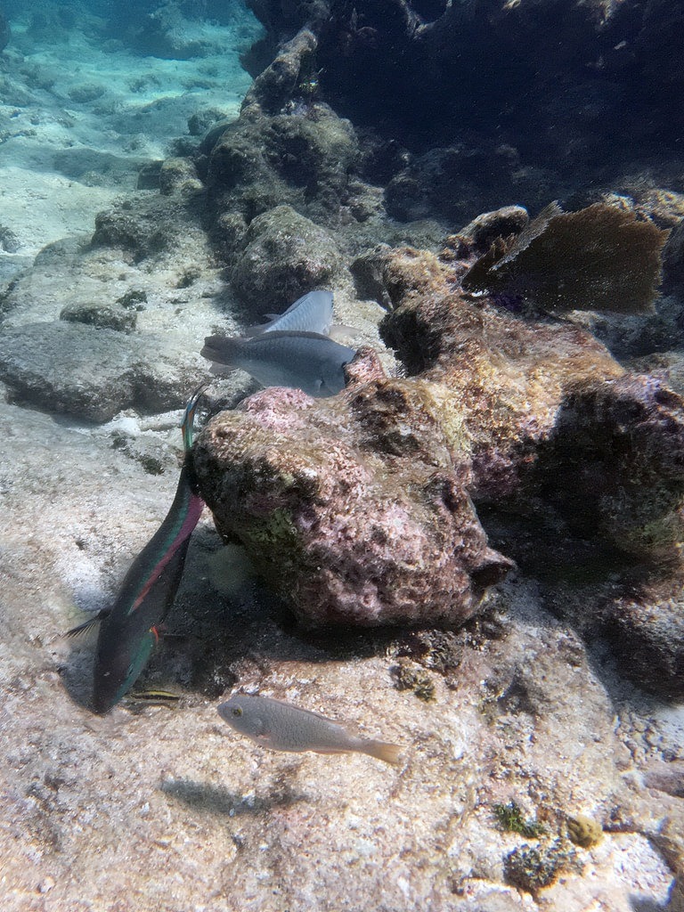 Ein bunter Papageifisch mit dunklem Körper, pinken Linien und blau-grünen Akzenten schwimmt vor einer felsigen Unterwasserlandschaft mit Korallenfragmenten und weiteren grauen Fischen am sandigen Meeresboden