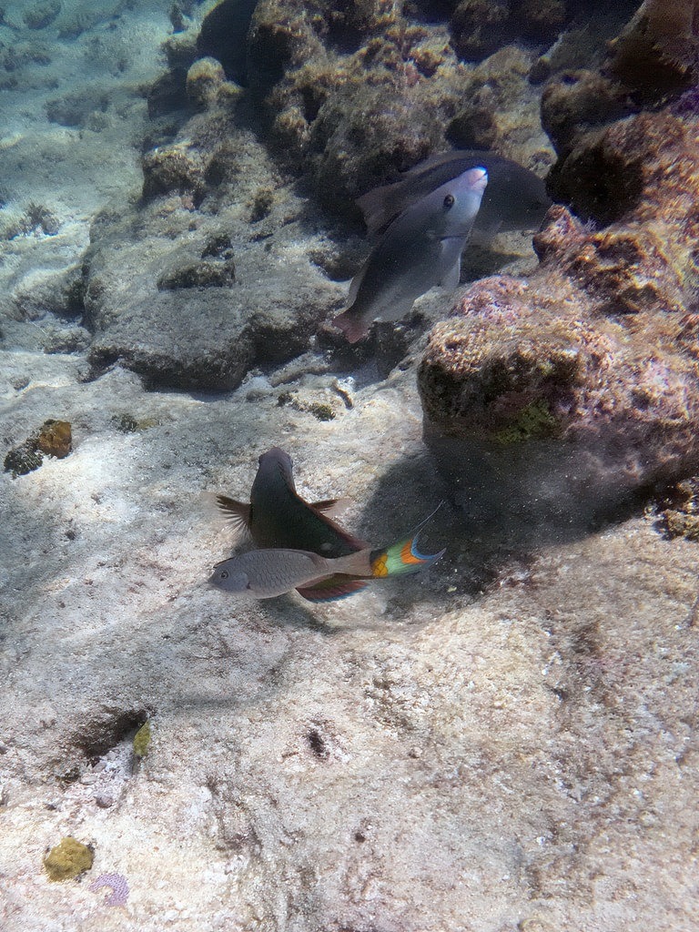 Mehrere Papageifische mit grauen Körpern und bunt gefärbten Schwanzflossen schwimmen über einem hellen, sandigen Meeresboden nahe rauen, felsigen Korallenformationen
