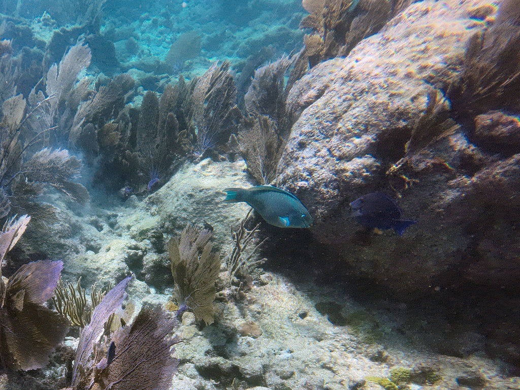Ein Papageifisch mit bläulich-türkiser Schuppenfärbung schwimmt über dem sandigen Meeresboden, umgeben von dunklen Fächerkorallen, massiven Unterwasserfelsen und klarem Wasser