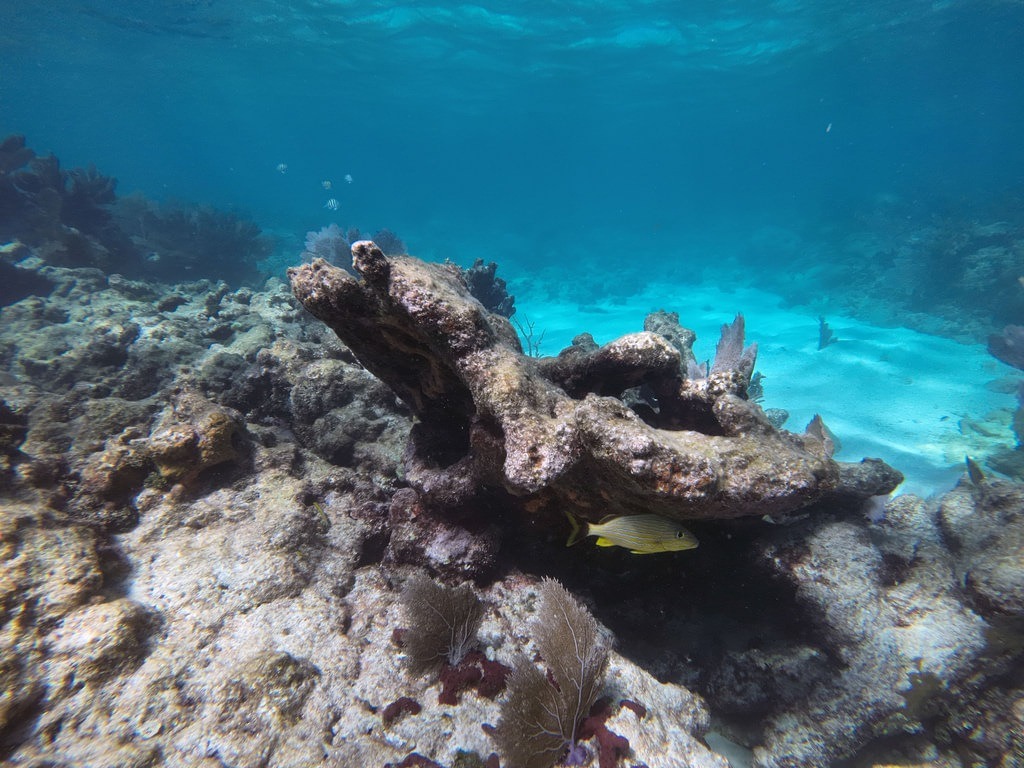 Ein Gelbschwanz-Schnapper mit gelb-silber gestreiftem Körper und leuchtend gelbem Schwanz schwimmt unter einer massiven Korallenformation in karem blauen Ozeanwasser über einem kargen Riffboden