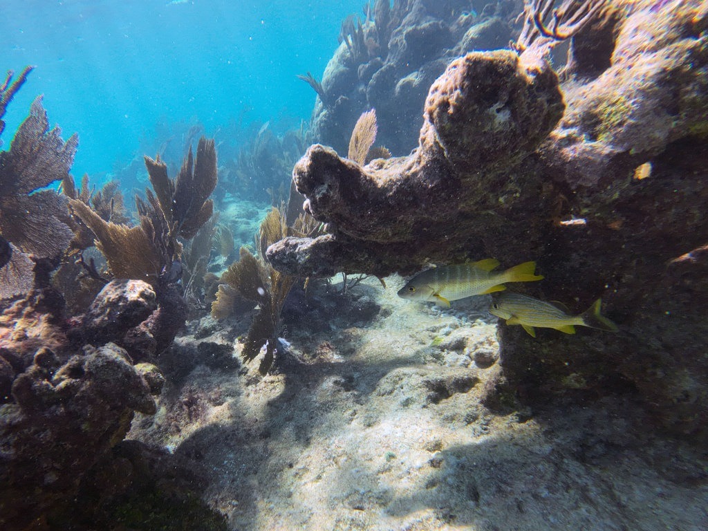 Zwei Gelbschwanz-Schnapper mit gelb-silbernem Schuppenkleid und leuchtend gelben Flossen schwimmen im klaren blauen Ozeanwasser unter einem vorspringenden Korallenriff mit braunen Fächerkorallen