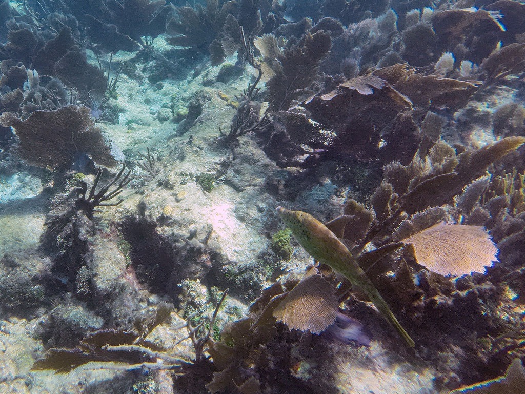 Ein spitzer Nadelfisch mit silbrig-grünlichem Schuppenkleid schwimmt über ein dichtes, dunkelbraunes Fächerkorallenriff im klaren, sonnendurchfluteten Meereswasser