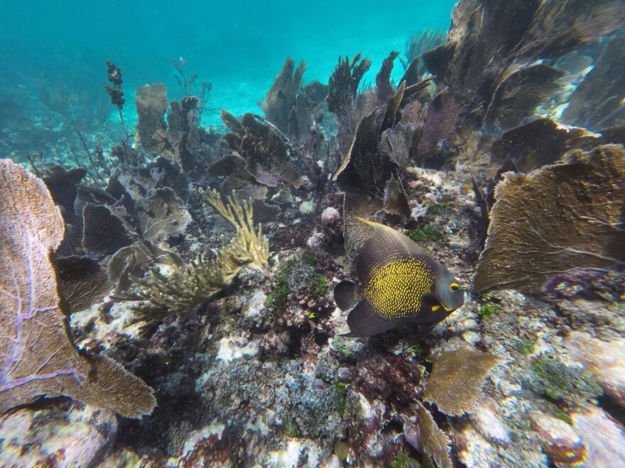 Ein Grauer Kaiserfisch mit dunkelgrauem Körper und leuchtend gelb-tüpfeligem Muster schwimmt über ein felsiges Korallenriff mit dunkelbraunen Fächerkorallen und hellem, klarem Ozeanwasser im Hintergrund